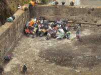 /album/fotogaleria/palomos-2013-018-jpg/